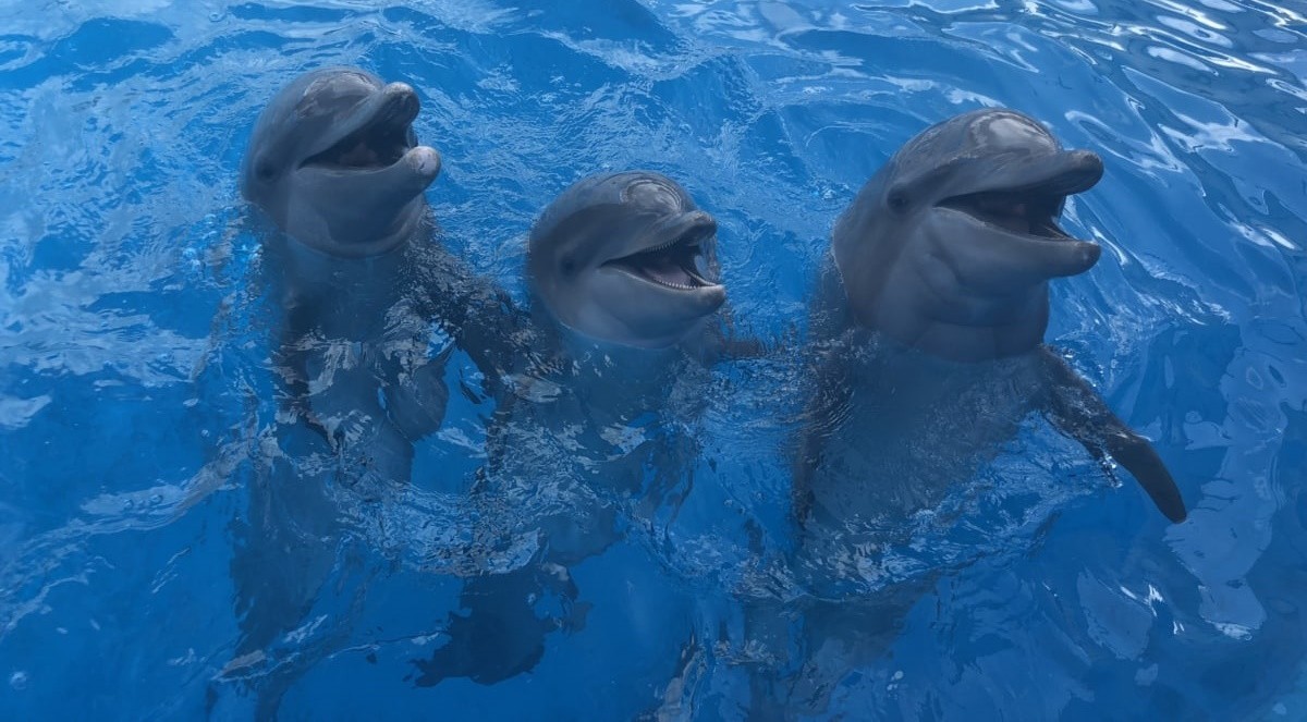 dolphins.jpg